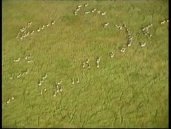 Aerial view of large herd of Zebras running in lines in Savannah grass Serengeti, Tanzania Stock Footage