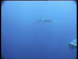 WA Manta Ray, swimming over camera, low angle, caught in fishing net, Sabah, Borneo, Malaysia Stock Footage