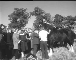 HEAVY HORSE PLOUGHING News Clip