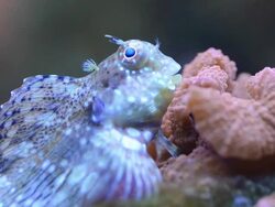 Salarias fasciatus-Lawnmower Blenny Stock Footage
