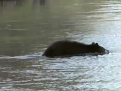 MS TS Shot of black bear going in and out of Snake river / Tetons, Wyoming, United States Stock Footage