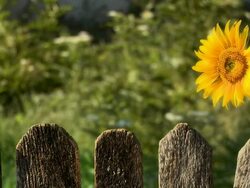 Sunflower Stock Footage