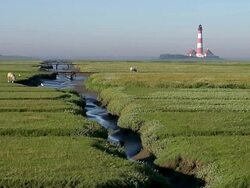 WS Shot of sheep's grassing on grass field near Westerhever lighthouse and flowing path of river / Westerhever, Schleswig Holstein, Germany Stock Footage