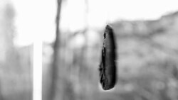 Heart symbol hangs on the window, black and white Stock Footage