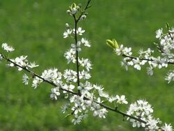 MS Blooming sour cherry / Kastel-Staadt, Rhineland-Palatinate, Germany Stock Footage