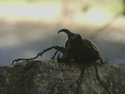 Atlas beetle on tree branch Stock Footage