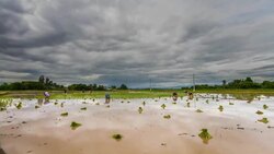 transplant rice seedlings Stock Footage