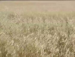Wheat Field. Stock Footage