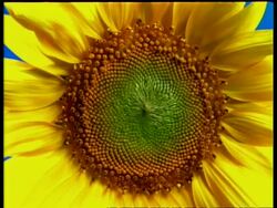 T/L BCU Sunflower stamens opening Stock Footage