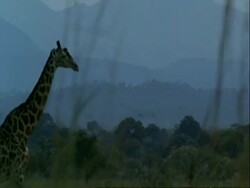 WA Giraffe, Giraffa camelopardalis, walking past camera, Tanzania Stock Footage