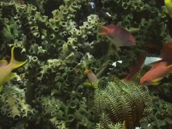 Anthias (subfamily Anthiinae) sheltering Stock Footage