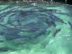 HD: Swimming in circles Stock Footage