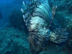 MS TS Shot of Lionfish drifting with surge over rocks covering with seaweed and sponges / Matola, Maputo, Mozambique Stock Footage