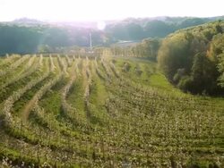 AERIAL Lined trees in the apple orchard Stock Footage