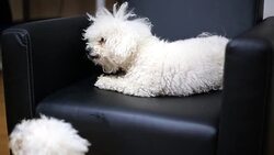 Bichon frise with bone Stock Footage
