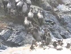incredible fighting for survival - Great Wildebeest Migration in Kenya Stock Footage