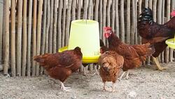 Chicken in farm Stock Footage