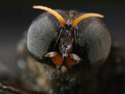 Giant horsefly (family Tabanidae) resting on a leaf. Filmed in the Ecuadorian Amazon Stock Footage