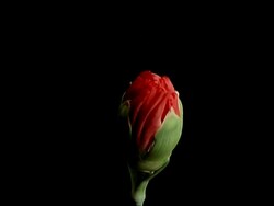 T/L flower - BCU bud opening to red Carnation, black background Stock Footage