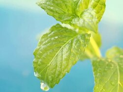 fresh mint Stock Footage