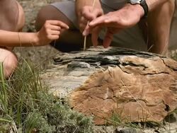 HD: Paleontology Stock Footage