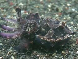 Flamboyant Cuttlefish Hunting Stock Footage