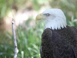 american bald eagle Stock Footage