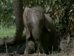 African Elephant calf, Loxodonta africana, rolls in dirt, Botswana, Africa Stock Footage
