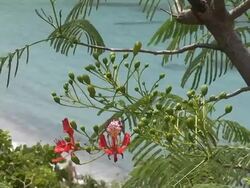 Amazing view of St Barth with tropical pink flowers Stock Footage