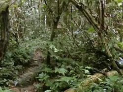 Walking through a natural arch formed by a tangle of lianas in the Ecuadorian Amazon Stock Footage