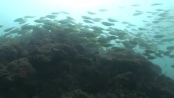 A large school of fish swarms over corals in the Mekong River. Stock Footage