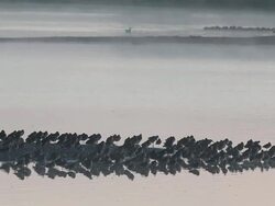 The Snettisham Spectacular As High Tides Cause Thousands Of Birds To Take Flight Stock Footage