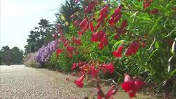 Flowers at Kew Gardens in the Autumn News Clip