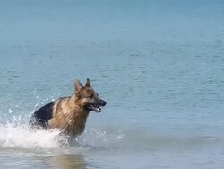 WS TS SLO MO German Shepherd, Male running through waves, beach in Normandy / Caen, Normandy, France Stock Footage