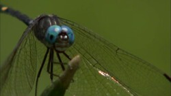 A dragonfly clings to a twig, then flies away. Stock Footage