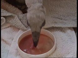 South Africa - Artificially hatched vulture News Clip