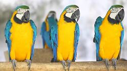 blue and yellow macaws (ara ararauna) perched ,bird Stock Footage