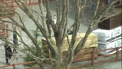 David Cameron visiting a Powys sawmill News Clip