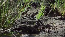 Waran in wilde Stock Footage