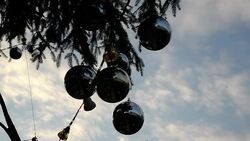 CLEAN : Vatican lights up Christmas tree News Clip