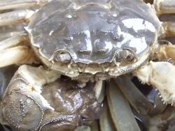 Crab Stock Footage