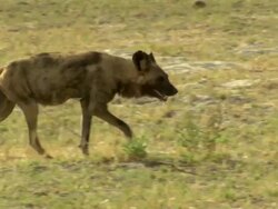 MS TS African wild dog observing surroundings anxiously and walking / Okavango Delta, North West District, Botswana Stock Footage