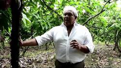 VOICED : El boom del cacao clonado ecuatoriano News Clip