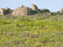 WS R/F View of Low growing yellow flowered succulents covering slope with large boulders visible / Namaqualand, Northern Cape, South Africa Stock Footage