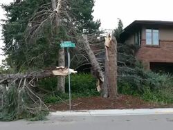 HD video Denver Colorado violent storm high winds topple trees Stock Footage
