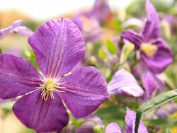 HD DOLLY: Purple Temperate Flower Stock Footage