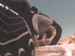 Diver attaching Hard Coral fragments to an Artificial Reef Structure, CU, Kuda Huraa, North Male Atoll, The Maldives Stock Footage