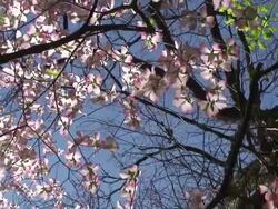 White Dogwoods Stock Footage