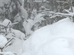 MS PAN Trees covered in deep powder in snow storm  / Ellicottville, New York, United States  Stock Footage