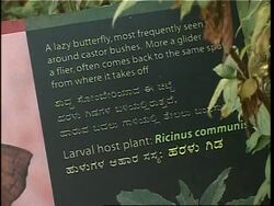 A butterfly conservatory in Bangalore Instructional Video